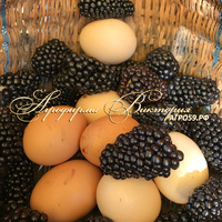 Ежевика АСТЕРИНА ("Asterina", Швейцария) (КРУПНОМЕР! ОГРОМНЫЙ КУСТ, УРОЖАЙ В ГОД ПОСАДКИ) Ежевика АСТЕРИНА ("Asterina", Швейцария) (КРУПНОМЕР! ОГРОМНЫЙ КУСТ, УРОЖАЙ В ГОД ПОСАДКИ)